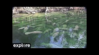 Above Water Manatee-Cam at Blue Spring State Park powered by EXPLORE.org