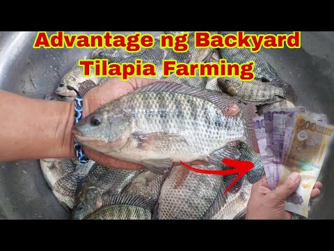 Unang Income natin  sa Backyard Tilapia Farming @ 121 Days Culture