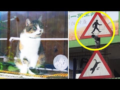 Dieses Dorf wird von Katzen regiert - Die Menschen sind hier zu Gast!