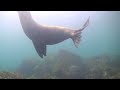 Tv2C | Galapagos Diving 2013