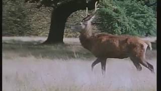 The Professionals - Hunting Song - Tom Lehrer