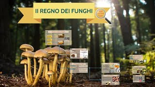 Il Regno dei Funghi