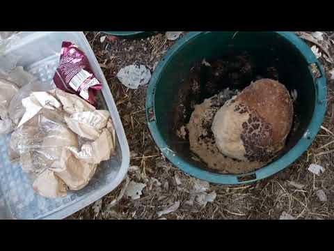 Composting Mouldy Bread