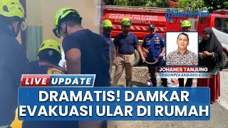Damkar Pelalawan Riau Evakuasi 2 Ular dalam Sehari dari Rumah Warga, Ada Jenis Kobra