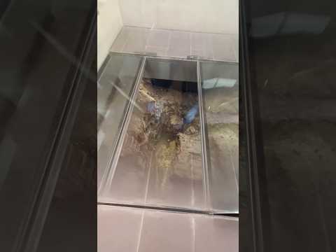 King Richard III grave in Leicester