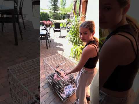 Jó dolguk van a cicáknak 🐈🐈🐈❤️❤️❤️