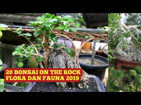 20 Bonsai On The Rock On Flona 2019