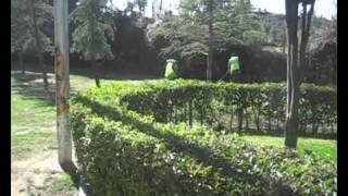 preview picture of video 'Apascovi Jardineria,Colmenarejo,trabajos de plantacion,acolchado.'