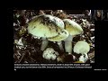Poisonous And Hallucinogenic Mushrooms Of The Pacific Northwest