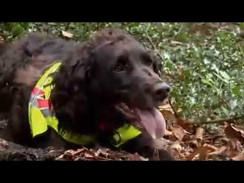 Sendung mit der Maus - Jagdhund