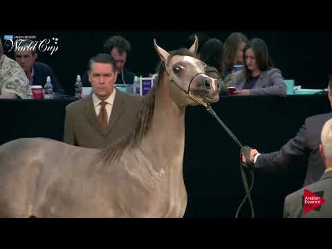 N.110 BAHIYAH DYNASTY - LAS VEGAS 2019 - Arabian World Cup Junior Fillies (Class 111C).mp4