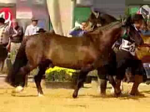 Manicero do Recanto Crioulo Reservado Grande  Campeão da Expointer 2013