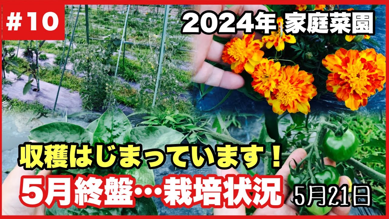【ちょうどいい田舎暮らし】5月終盤…家庭菜園の状況確認2024.5.21