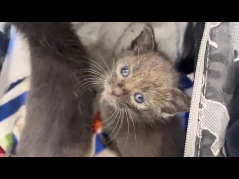 Tinykittens Com
