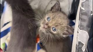INCOMING!! Surprise kittens who need help!