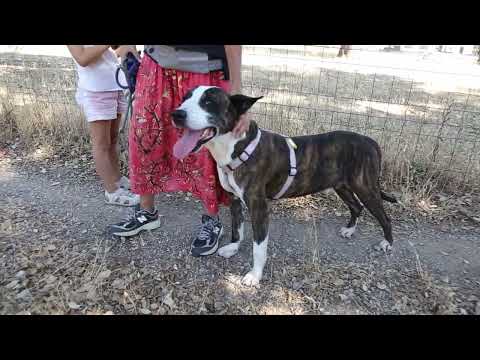 Lucky Dogs Montemor