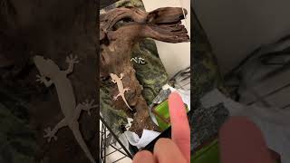 ヤモリのジャンプ!🦎#爬虫類