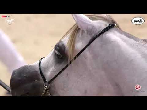N 149 AJ SABRAN   Dubai International Arabian Horse Championship 2021   Colts 2 Years Old Class 10