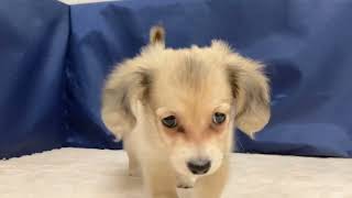 ハーフ犬の動画01