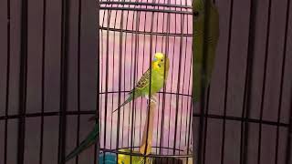 Download lagu Jantan Gacor Full Crecetan mp3 Download lagu Jantan Gacor Full Crecetan mp3