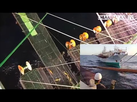 Hala ganito pala ang trabaho ng isang international squid fishing in falkland island