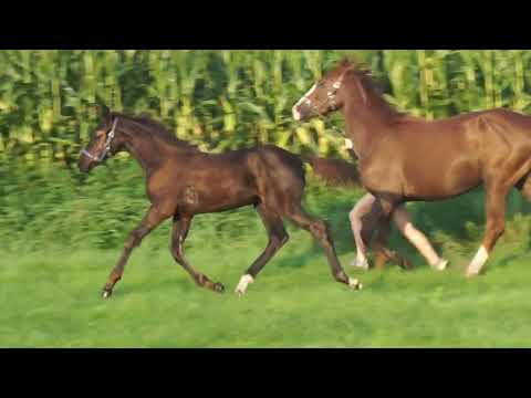 Too Hot To Handle QDH (Dynamic Dream x Franklin)