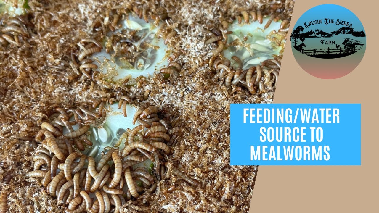 What do mealworms drink? More REF