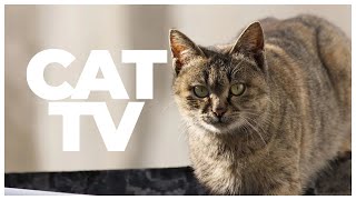 Cat TV 🐱🐦 | 6 Hours of Bird Watching & Relaxing Nature Video for Cats