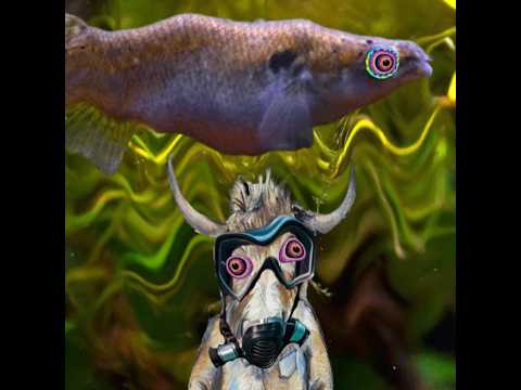Episode #205: Tripping Fish and Replicating Ribozymes