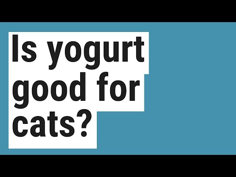 Is yogurt good for cats?