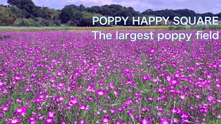 【POPPY FLOWER GARDEN, JAPAN】The largest poppy field in Japan　Flower viewing in early summer