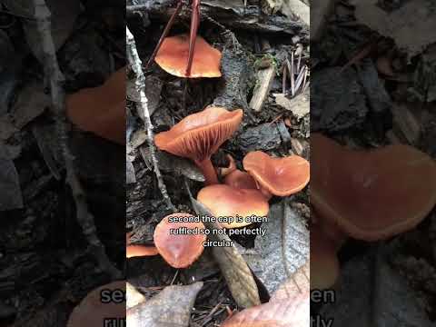 Candy cap mushroom identification tips #yourforagingbff #mycology