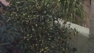 Stainless steel gate made by Mulholland Security