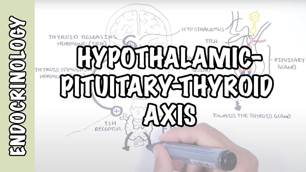 Hypothalamic Pituitary Thyroid Axis (regulation, TRH, TSH, thyroid hormones T3 and T4)