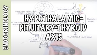 Hypothalamic Pituitary Thyroid Axis (regulation, TRH, TSH, thyroid hormones T3 and T4)