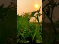 Tere Sang Sang Rehke Main Rang Jau Tere Rang Love Status Sad WhatsApp Status Short Video