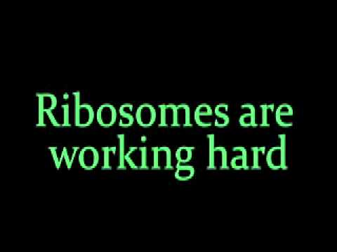 "The Cell Song" by Keith Smolinski