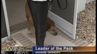 Bark Busters - Patrick Logue - "Leader of the Pack" Dog Training Segment