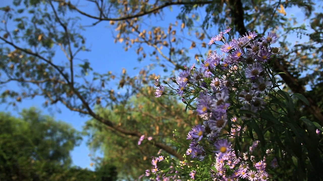 Поляризационный фильтр Kenko Slim C-PL 77mm