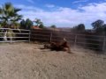The Horse Makes So Much Noise