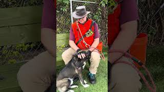 Video preview image #1 Akita-Border Collie Mix Puppy For Sale in Pasadena, CA, USA