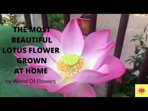 THE MOST BEAUTIFUL LOTUS FLOWER GROWN AT HOME | HOME GARDENING| WORLD OF FLOWERS