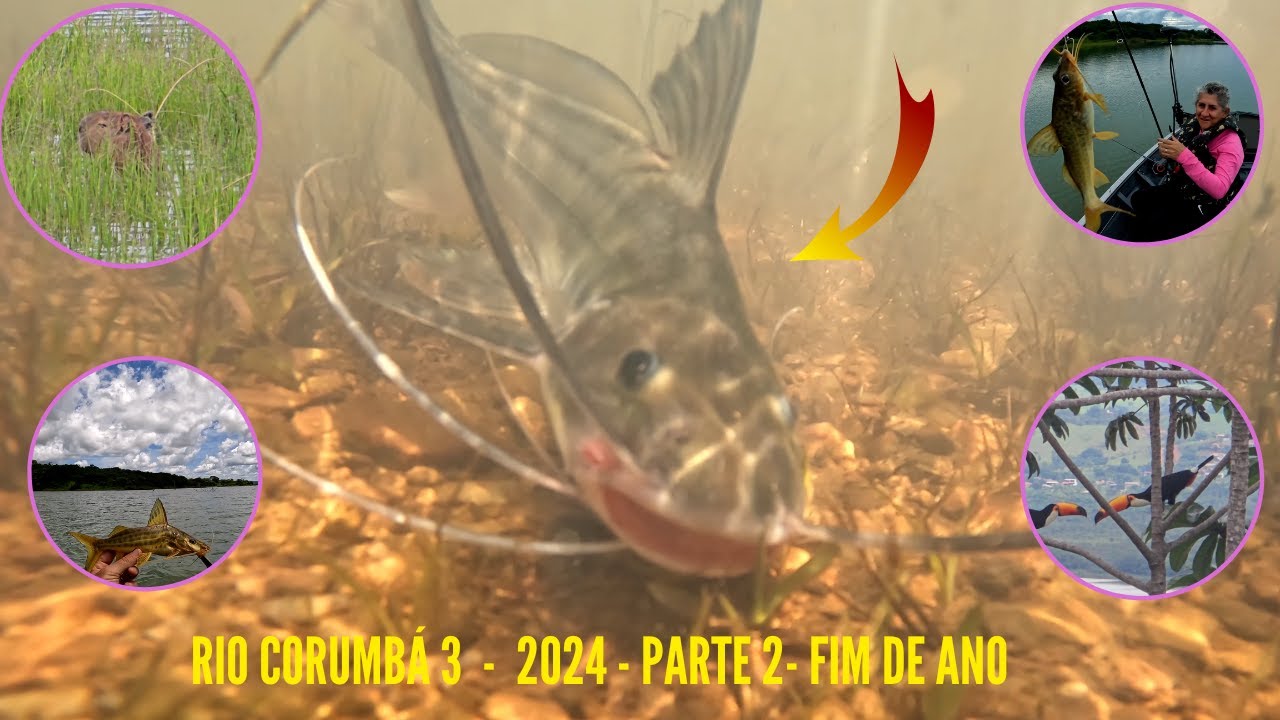 Lago Corumbá 3- Fim de ano - Parte 2- Pescaria incrível e  contato próximo a natureza!