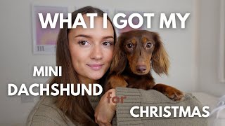 What I Got My Mini Dachshund For Her First Birthday & Christmas