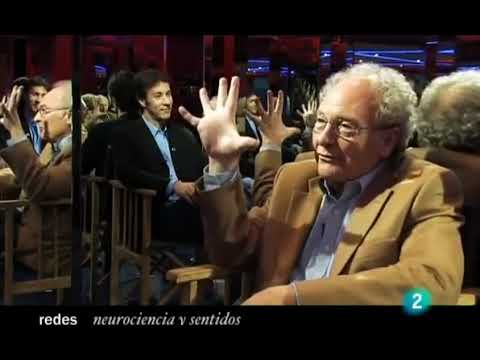 22 REDES 2/3 Neurociencias y sentidos