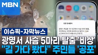 [자막뉴스] 광명 농장서 사슴 5마리 탈출 '비상'…＂길 가다 봤다＂ 주민들 '공포' | 이슈픽