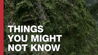 Moss Is Terrible For Emergency Navigation