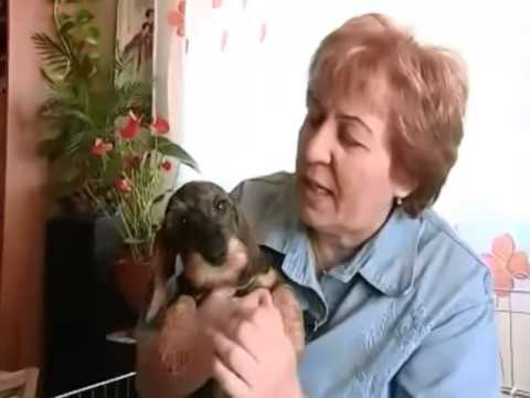 Ízületi betegség a tacskóban - Dr. Kovács Ilona állatorvos előadása alapján: