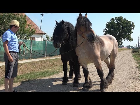 Calatorie prin Romania cu Stelica de la Jichisu de Jos, Cluj - 2021 Nou!!!