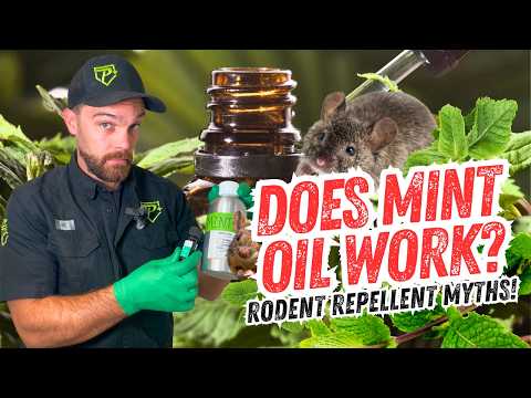 Does Peppermint Oil Get Rid of Mice & Rats?